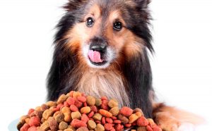 el-alimento-perfecto-para-perros