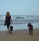 NOTICIAS DE ALICE – NEWS FROM ALICE – Neuigkeiten von Alice