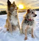 ¡HASTA SIEMPRE, QUERIDOS MICA Y ANUK (TEDDY)! – Farewell, dear Mica and Teddy! – Lebt wohl, liebe Mica und Teddy!