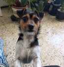 NOTICIAS DE CONOR – NEWS FROM CONOR – Neuigkeiten von Conor