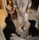 NOTICIAS DE PALOMA – NEWS FROM PALOMA – Neuigkeiten  von Paloma