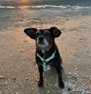 NOTICIAS DE BONITA/BONSCHI – NEWS FROM BONITA/BONSCHI – Neuigkeiten von Bonita/BONSCHI