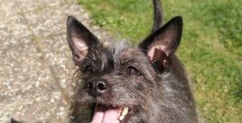 ¡HASTA SIEMPRE, PRECIOSA LUNA/SARA! – Farewell, beautiful Luna/Sara! – Leb wohl, hübsche Luna/Sara!