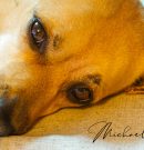 NOTICIAS DE GARRY – NEWS FROM GARRY – Neuigkeiten von Garry