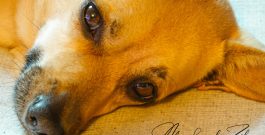 NOTICIAS DE GARRY – NEWS FROM GARRY – Neuigkeiten von Garry