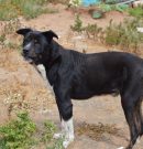 ¡HASTA SIEMPRE, QUERIDO TOBY! – Farewell, dear Toby! – Leb wohl, lieber Toby!