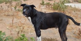 ¡HASTA SIEMPRE, QUERIDO TOBY! – Farewell, dear Toby! – Leb wohl, lieber Toby!