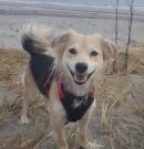 NOTICIAS DE MOLLY- News from Norwegian Molly – Neuigkeiten von der norwegischen Molly