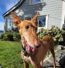 Noticias de Rubi – News about Rubí – Neuigkeiten von Rubi