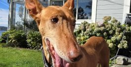 Noticias de Rubi – News about Rubí – Neuigkeiten von Rubi