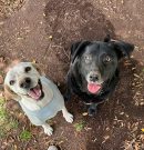 Noticias de Bonnie y Donna – News about Donna and Bonnie – Neuigkeiten von Bonnie und Donna