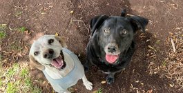 Noticias de Bonnie y Donna – News about Donna and Bonnie – Neuigkeiten von Bonnie und Donna